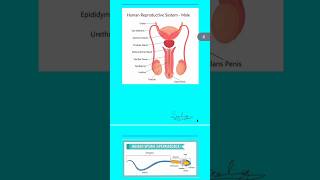 Class 8 Science: Reproduction in Animals Full Detailed Notes  PDF Link in Comments!#EasyNotesAcademy