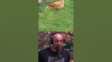 Joe Rogan’s HILARIOUS Reaction to Chickens WRECKING a Mouse! 🐭
