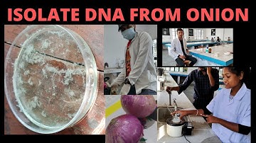 How to isolate DNA from onion vegitable hindi.pharmacology  experiment. microscope structure of DNA