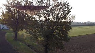 Hawk Attacks Drone!!!