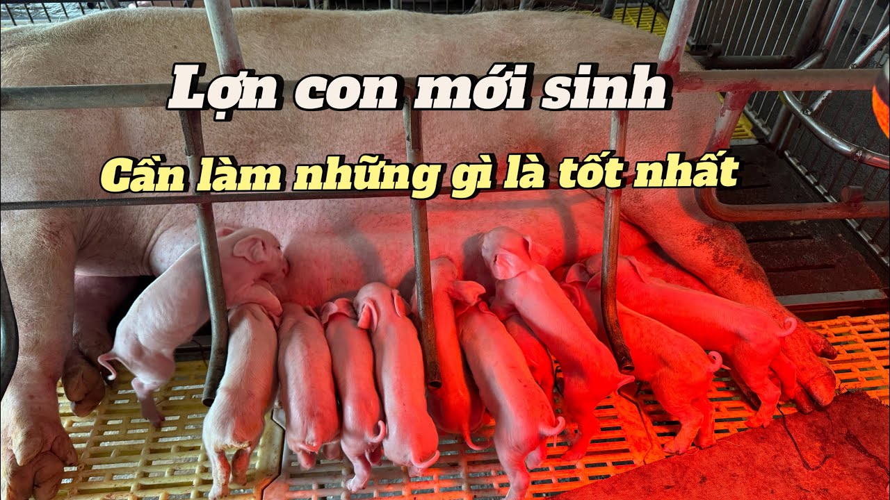Cách chăm sóc lợn con mới sinh . Những công việc cần thiết phải làm giúp lợn con mạnh khoẻ ít bệnh .