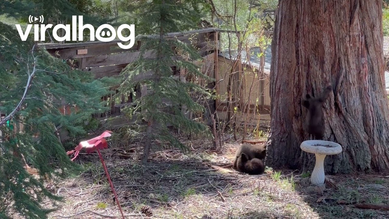 Tahoe Bears Cubs Play in Backyard || ViralHog - YouTube