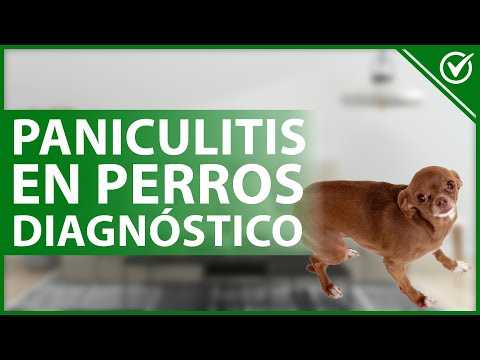 Video: Paniculitis canina