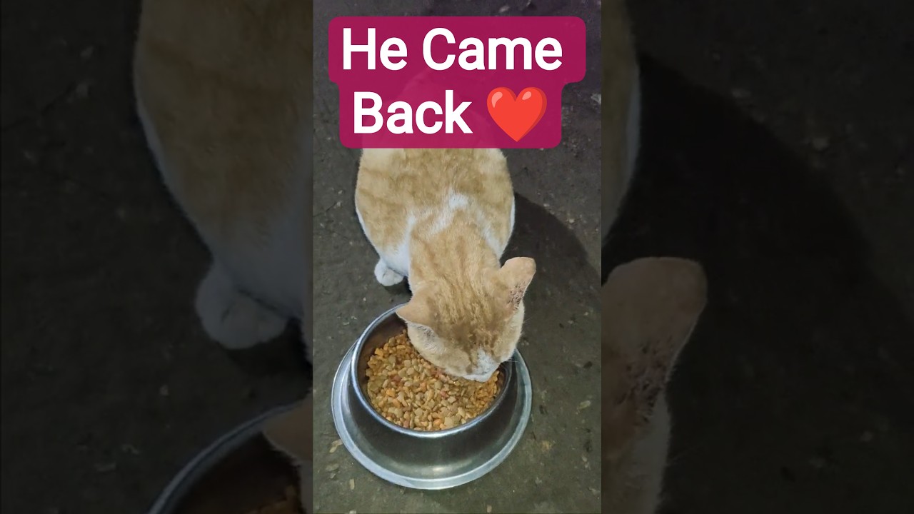 Stray Cat Whisperer — Look Who Came After Many Days… Laalu 🐱 | Stray Cat Whisperer