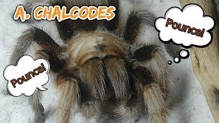 Aphonopelma chalcodes pounces
