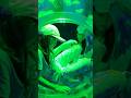 #1 Amazing Aquarium Moments 🪼
