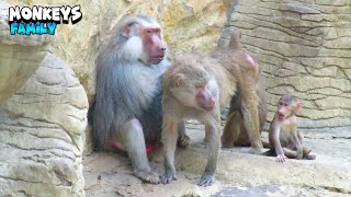 Beautiful Monkey Playing With Each Other