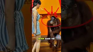 Monkeys Hilarious Prank On A Girl