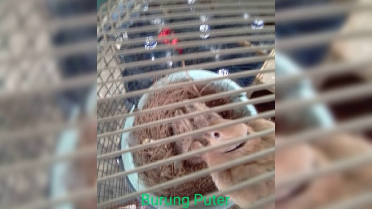 Anak burung Puter 