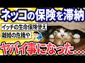 闘病中のネッコの保険滞納した結果wwwwww