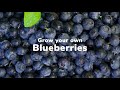 How to grow your own blueberries  love the garden