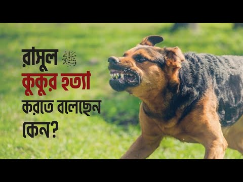 ভিডিও: নেক্সগার্ড কি আমার কুকুরকে ক্লান্ত করে তুলবে?