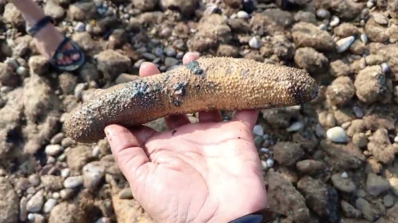 Explore the Coastal Biodiversity of Allana Gadoor | Teen Khaji | Balochistan