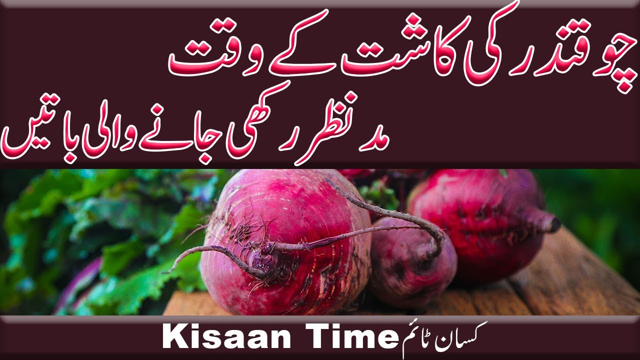 Beetroot cultivation chukandar ke fayde chukandar ki kasht چوقندر کے فوائد چوقند kisantime کسان ٹائم