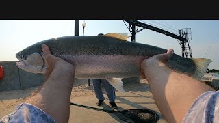 Pier Fishing for Big Lake Michigan Steelhead! (Rig explained) #steelhead #fishing #greatlakes