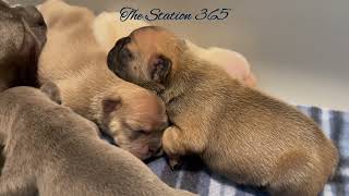 Puppies Breastfeeding First Week Compilation Day 18 Frenchies Nursing Lilac and Cream Pink Frenchie