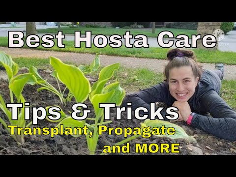 Video: Hosta trąšų poreikiai: informacija apie Hostas maitinimą