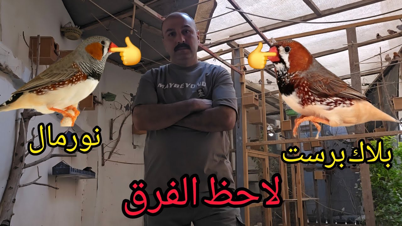 طيور الزيبرا لاحظ الفرق بين النورمال والبلاك برست 