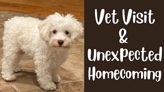 SVCC Schnauzers Vet Visit with 9 Dogs & Unexpected Homecoming