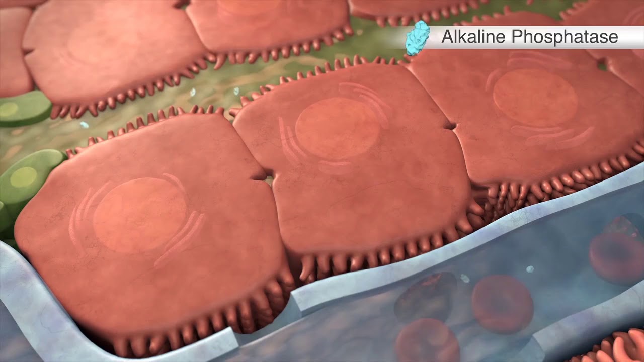 Effects of Cholestasis on serum alkaline phosphatase level YouTube