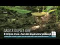 O fetiţă de 12 ani, care s-a pierdut într-o pădure din Şoldăneşti, găsită după mai multe ore