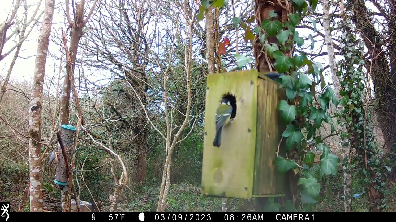 IMG 0048 Two J's Field Wildlife Camera Shots Set In Magical Cornwall.