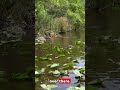 Alligators Rip Fish in Half! Brutal Swamp Fight
