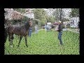 Chico Ramirez. Tlaloc, caballo problemático Manejo natural del Caballo