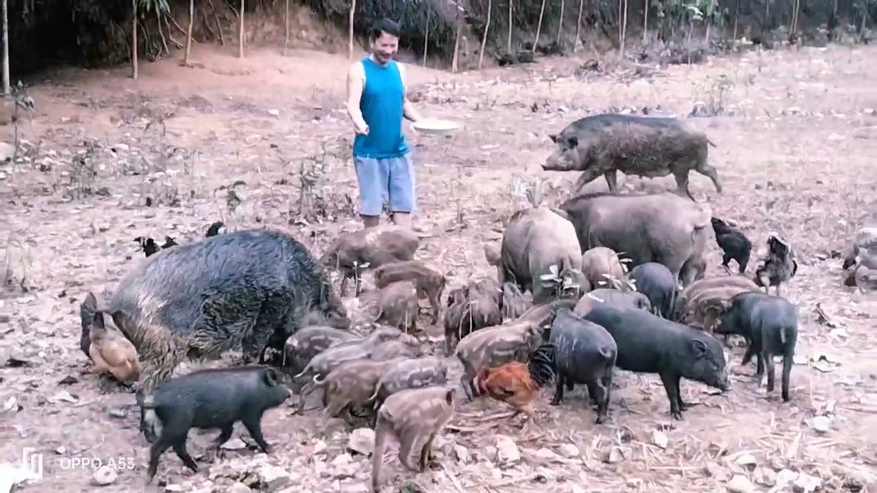 Sau 5 tháng thăm lại trang trại nuôi  lợn rừng lai của anh  từ 4 con nái nay len tới 41con