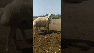 Tatalilar Qoçu Satilir 3000 Manat