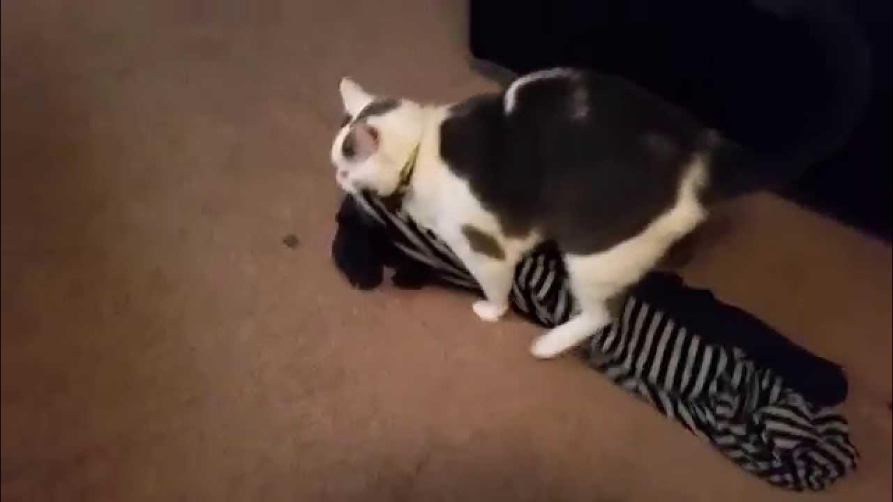 Huge Cat Dragging Clothes YouTube