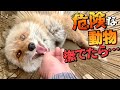 危険な動物たちを直接なでてみたら予想外の事態にwww⁉️I tried stroking a dangerous animal