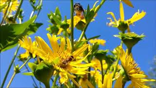 Insektensaatgut.de - Durchwachsene Silphie kaufen | Bienenfreundliche  Staude | Silphium perfoliatum