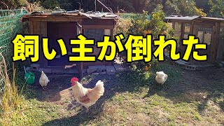 【悲報】鶏小屋へ行けなくなりました…【ニワトリ飼育】 156話目