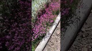Сколько цветет гвоздика травянка? 🌺🌺🌺