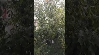 Az Önce Baya Yağıyordu Sakinşeşti