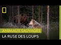 Loups tentent de voler une carcasse aux ours 🐺