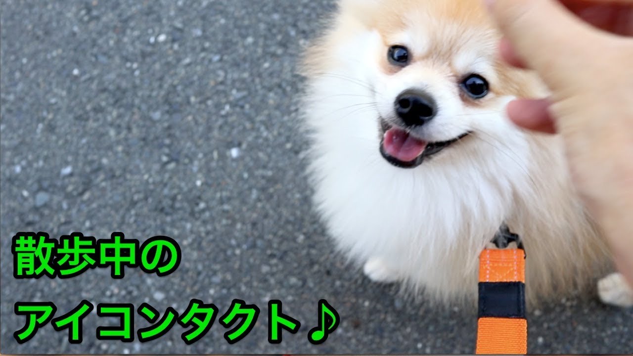散歩中のアイコンタクトの練習 Youtube