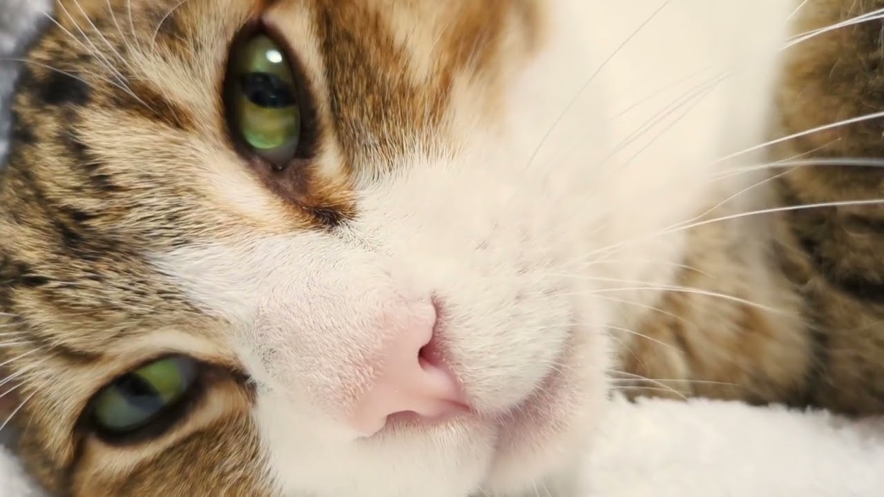 Pov: You’re dating a Japanese cat.