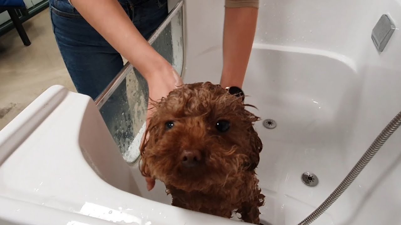 겁쟁이 강아지 목욕시키기(dog bath) YouTube