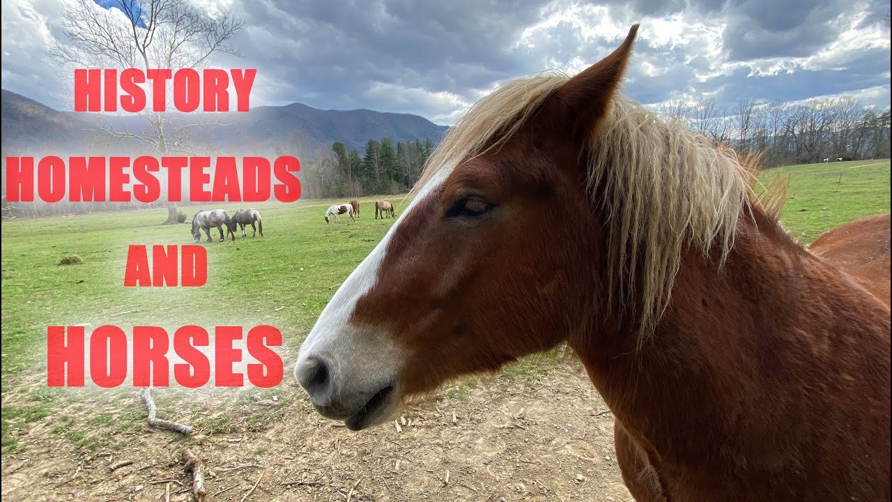 OUR FIRST TIME At Great Smoky Mountains National Park YouTube our-first-time-at-great-smoky-mountains-national-park-youtube