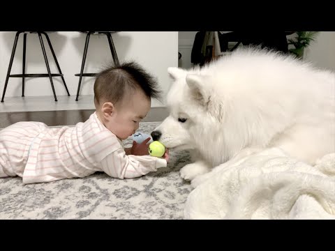 When Your Baby And <strong>Dog</strong> Are <strong>Best</strong> Friends