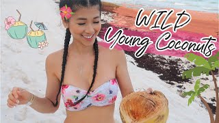 Opening WILD Coconuts in Mexico