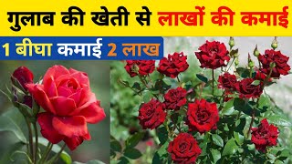 गलब क खत कब और कस कर Gulab Ki Kheti Kaise Karen Rose Farming In India