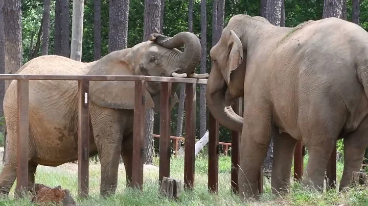 The Elephant Sanctuary | Punch and Mikki Meet Nosey and Edie