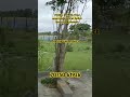 HMDA RERA final approved plots for sale in Gollur Near Shamshabad| Shadnagar plots | Kothur plots