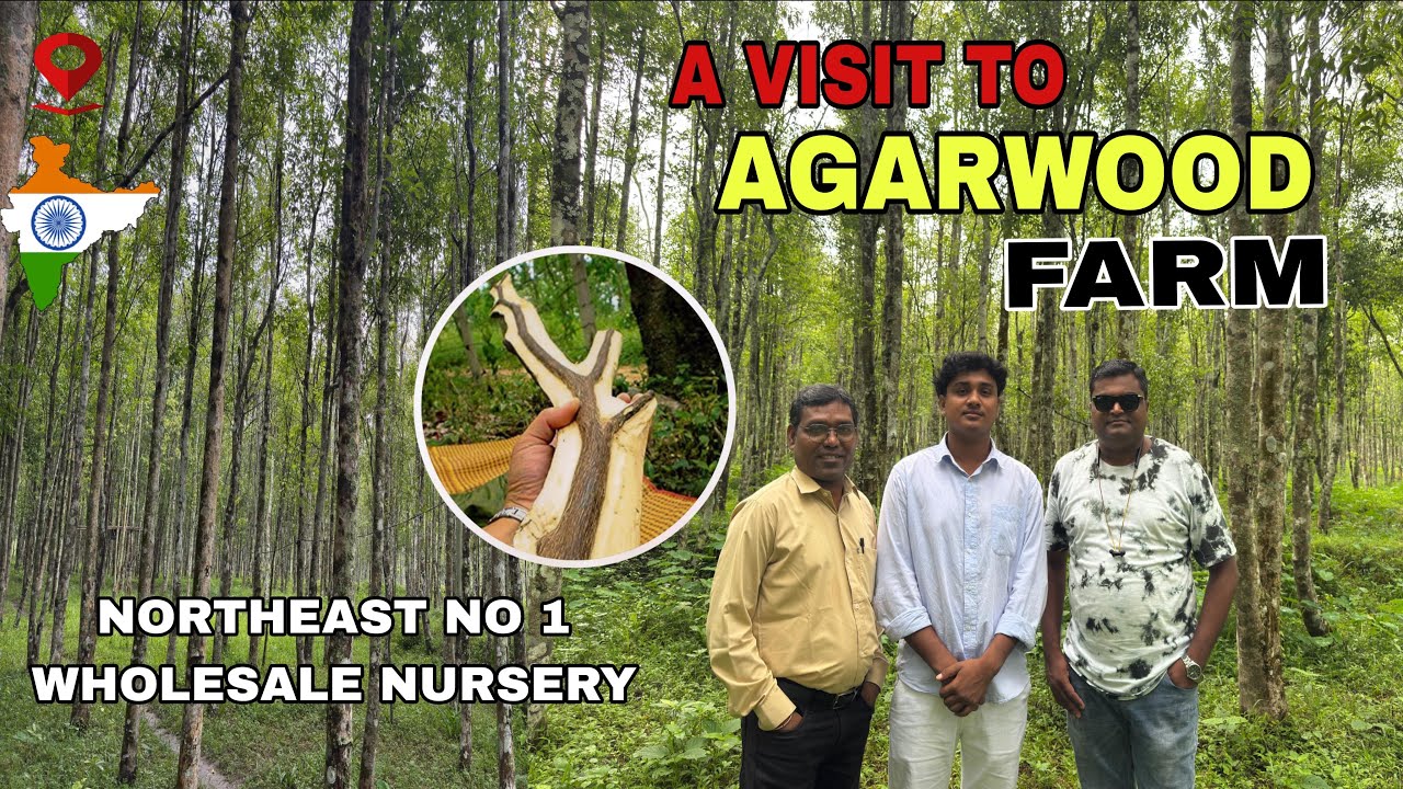 A Visit To Agarwood Farm || come from Odisha ||  North No 1 Agarwood plants nursery | #agarwood #yt 