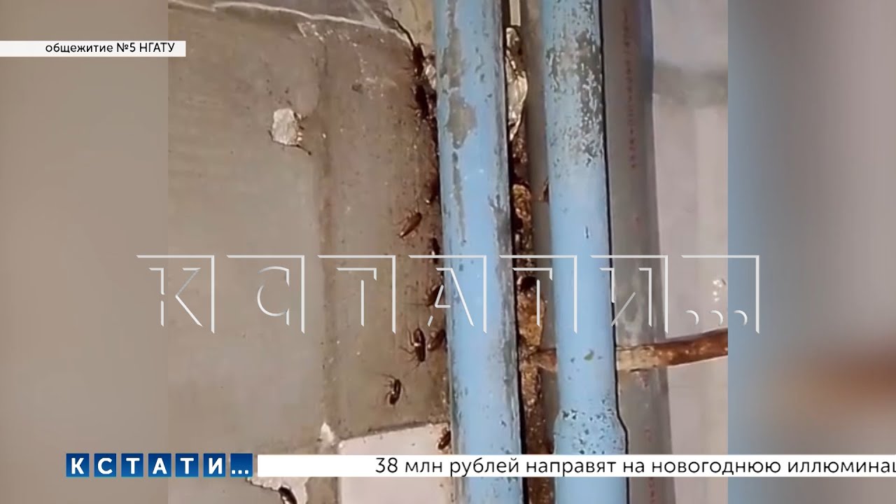 Тараканы стали новым участниками коммунального скандала, разразившегося вслед в за коррупционным