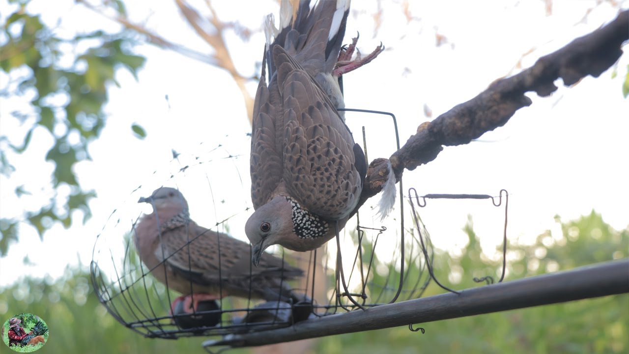 សាកលប់ថ្មីនឺងធ្នាក់ថ្មី ( ធ្នាក់ខ្មែរ ពូកែឡូង)