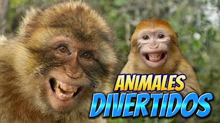 VIDEOS DIVERTIDOS de ANIMALES